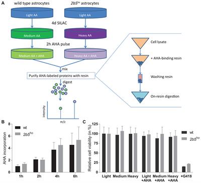 Proteomic and Metabolomic Analyses of Vanishing White Matter Mouse Astrocytes Reveal Deregulation of ER Functions